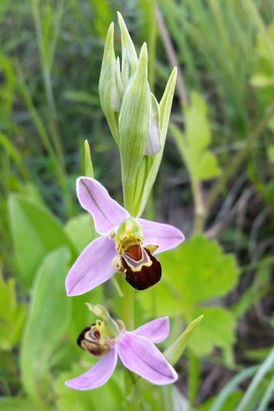 Ophrys abeille
